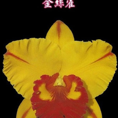 Rhyncholaeliocattleya Tainan Gold 2.5"