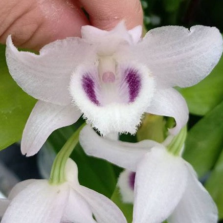 Dendrobium parishii var. coerulea × sib (2141P:G)