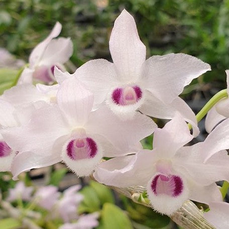 Dendrobium parishii var. coerulea × sib (2141P:G)