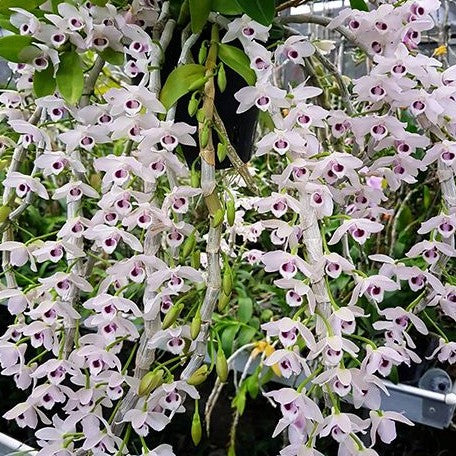 Dendrobium parishii var. coerulea × sib (2141P:G)