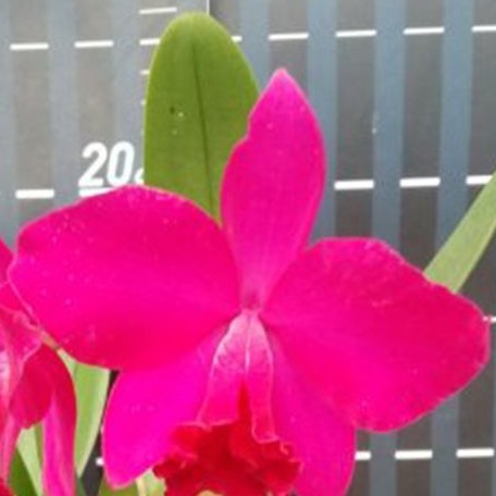 Sophrolaeliocattleya Love Castle 'Kurenai' 2.5"