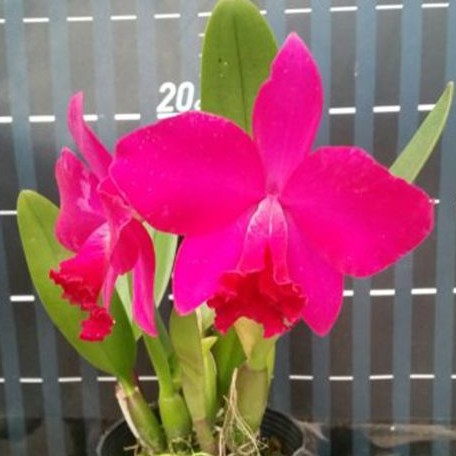 Sophrolaeliocattleya Love Castle 'Kurenai' 2.5"