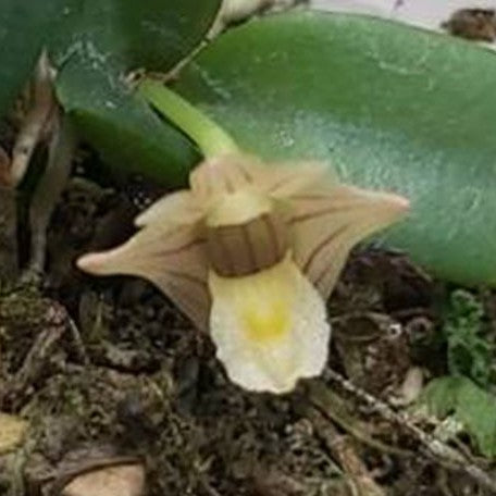 Dendrobium hymenanthum × sib 2.5" Fragrant