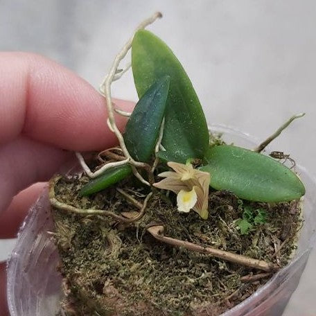 Dendrobium hymenanthum × sib 2.5" Fragrant