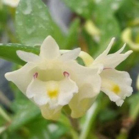 Dendrobium hymenanthum × sib 2.5" Fragrant