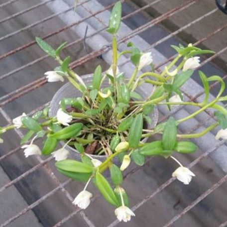 Dendrobium hymenanthum × sib 2.5" Fragrant