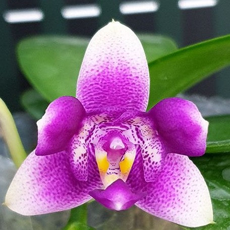 Phalaenopsis Vio Vio 'Cat Face' (peloric 3 lips) 2.5"