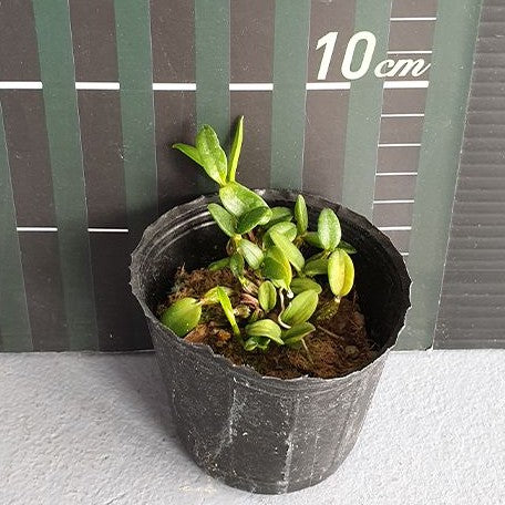 Dendrobium hymenanthum × sib 2.5" Fragrant
