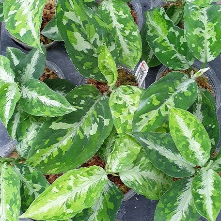 Aglaonema pictum tricolor variegated 2.5"