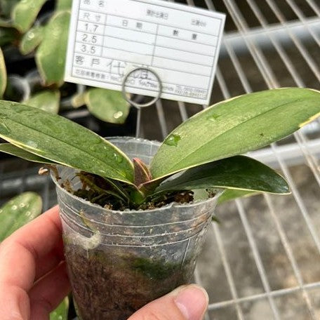 Phalaenopsis Sun Jye Diamond (variegata) variegated 2.5"