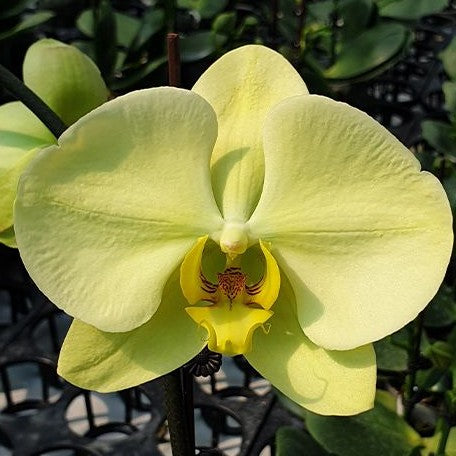 Phalaenopsis Golden Apollon 2.5"