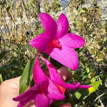 Dendrobium sulawesiense (= glomeratum) × sib 2.5"