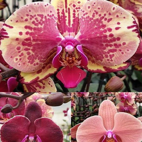 Phalaenopsis Ark's Happy Magician 2.5"