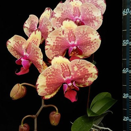 Phalaenopsis Ark's Happy Magician 2.5"