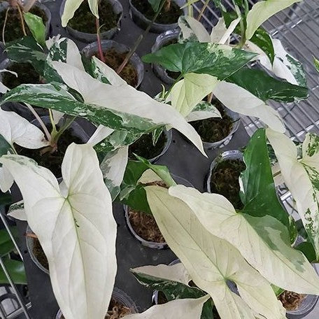 Syngonium podophyllum 'Variegata' variegated 2.5"