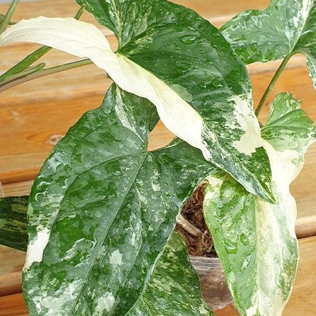 Syngonium podophyllum 'Variegata' variegated 2.5"