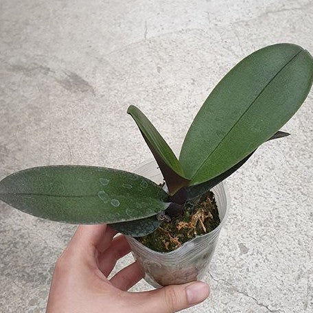 Phalaenopsis Ark's Happy Magician 2.5"