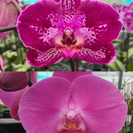 Phalaenopsis (Da Shang Rosy Clouds × OX King) × (Ever Spring Peral × Da Shang Rosy Clouds) 2.5"