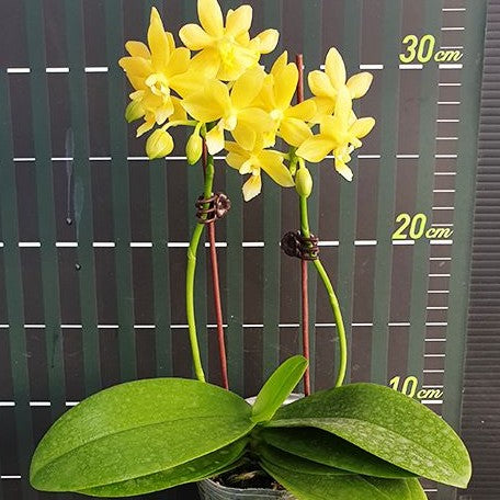 Phalaenopsis Stone Dance 2.5"