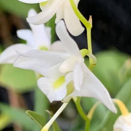 Dendrobium kingianum var. alba × sib 2.5"