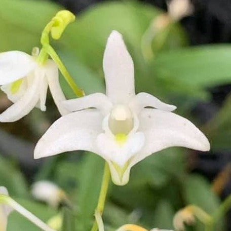 Dendrobium kingianum var. alba × sib 2.5"