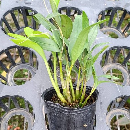 Dendrobium kingianum var. alba × sib 2.5"