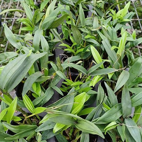 Dendrobium kingianum var. alba × sib 2.5"