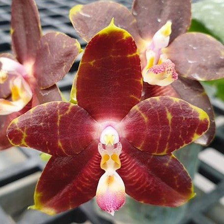 Phalaenopsis YangYang Prince 2.5"