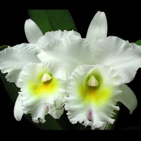 Rhyncholaeliocattleya Pastoral Innocence FCC/AOS 4.0" Fragrant