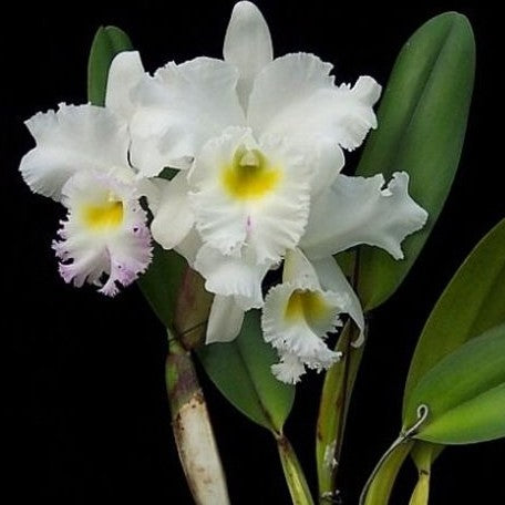 Rhyncholaeliocattleya Pastoral Innocence FCC/AOS 4.0" Fragrant