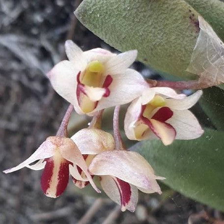 Dendrobium rigidum × sib 1.5"