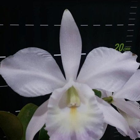 Cattleya Sea Breeze (= warneri × walkeriana) 2.5"