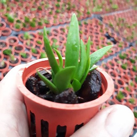 Dendrobium rigidum × sib 1.5" Fragrant