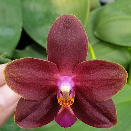 Phalaenopsis Zheng Min Parakeet 'Peter' 2.5" Fragrant