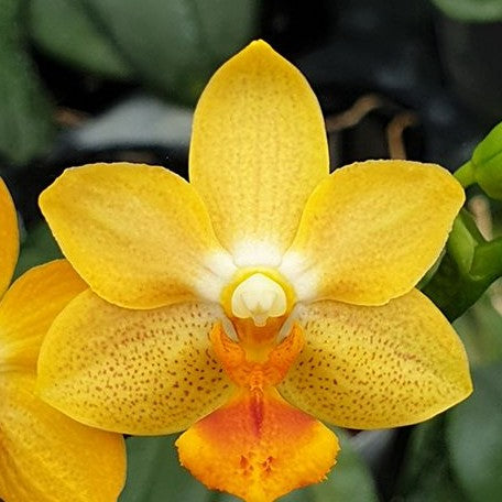 Phalaenopsis Yaphon Cupid 2.5" Fragrant