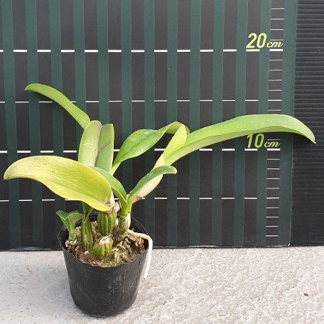 Cattleya Sea Breeze (= warneri × walkeriana) 2.5"