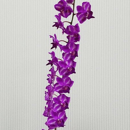 Phalaenopsis Purple Gem 'Miki Leopard' 2.5"