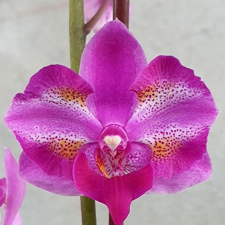 Phalaenopsis Purple Gem 'Miki Leopard' 2.5"