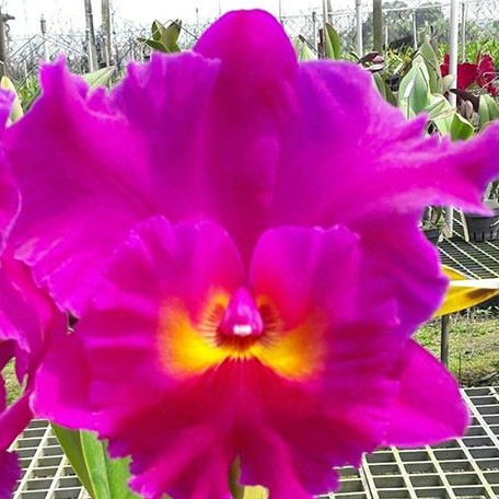 Rhyncholaeliocattleya Cornerstone 2.5" Fragrant