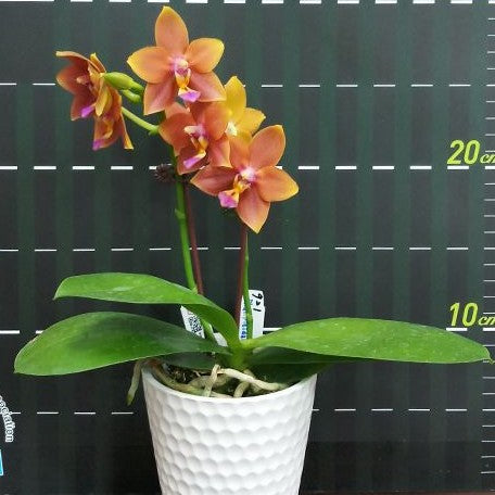 Phalaenopsis Meidarland Chambe 2.5" Fragrant