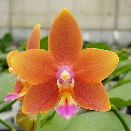 Phalaenopsis Meidarland Chambe 2.5" Fragrant