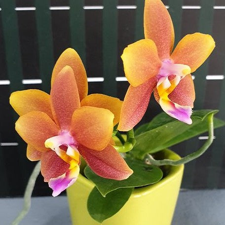 Phalaenopsis Meidarland Chambe 2.5"