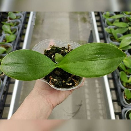 Phalaenopsis Meidarland Chambe 2.5"