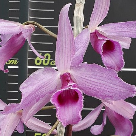 Dendrobium superbum (variegata) variegated 2.5"