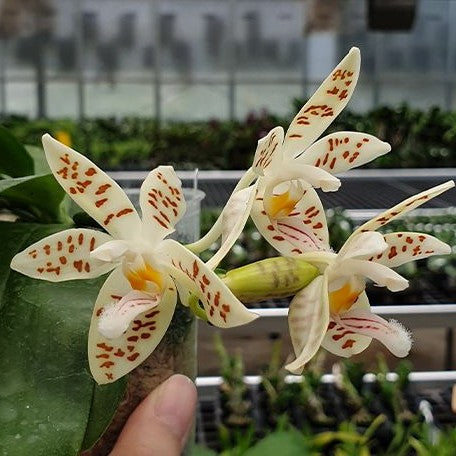 Phalaenopsis zebrina × sib 2.5"