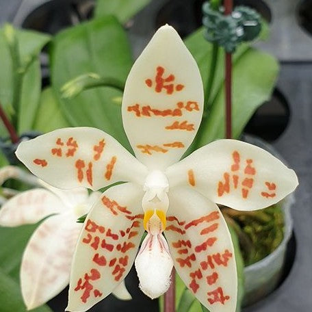 Phalaenopsis zebrina × sib 2.5"
