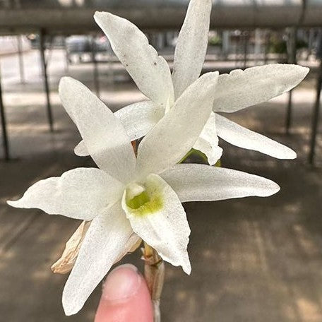 Dendrobium moniliforme × sib 2.0" Fragrant