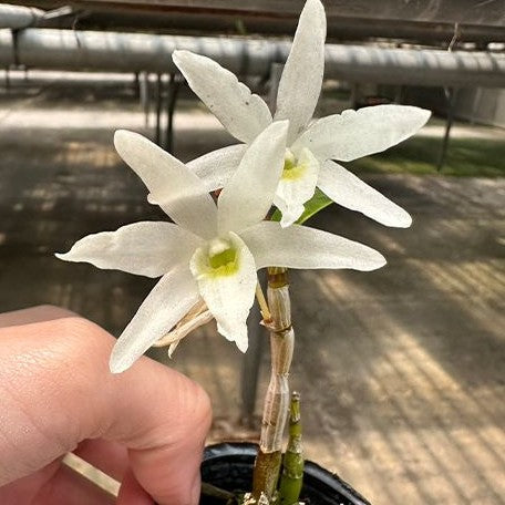 Dendrobium moniliforme × sib 2.0" Fragrant
