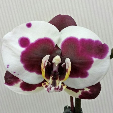 Phalaenopsis Gan Lin Pearl 2.5"