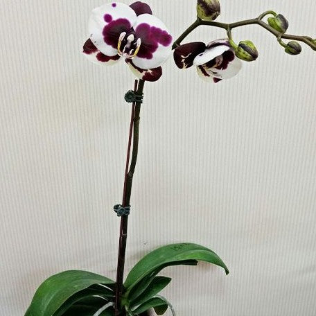 Phalaenopsis Gan Lin Pearl 2.5"